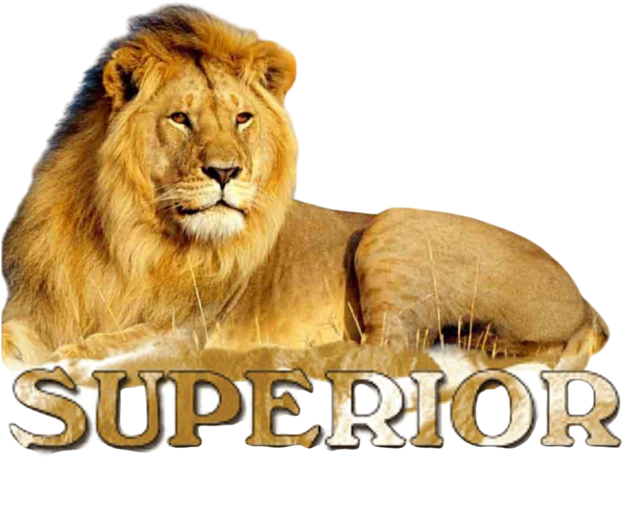 Superior Tours and Travel Limited