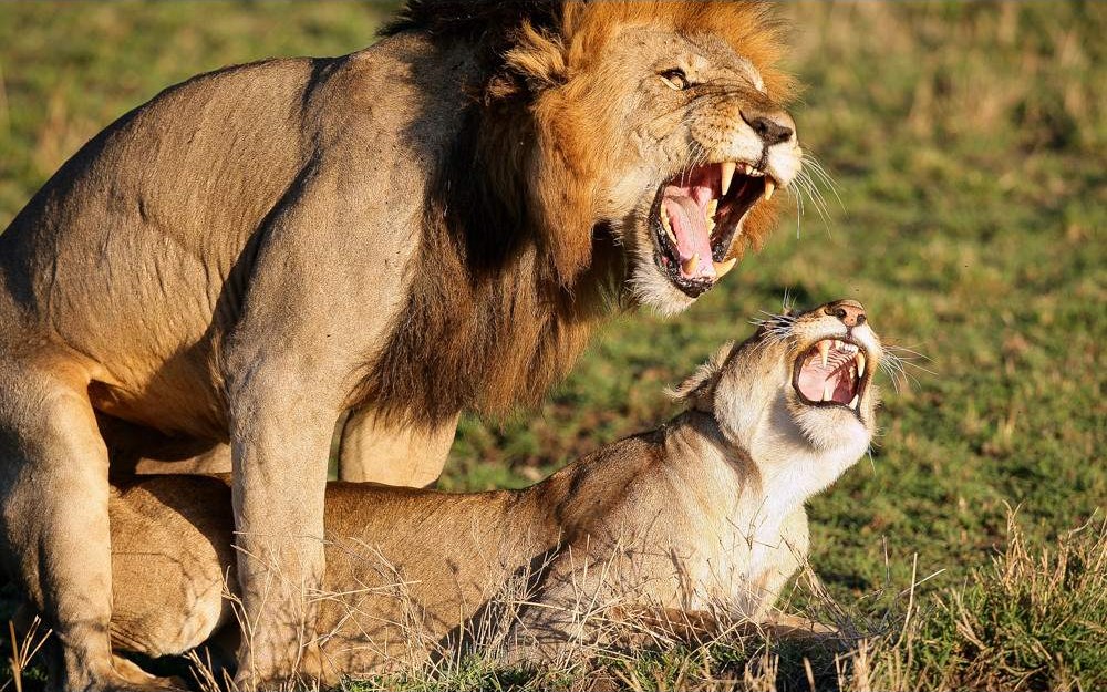 6 Days/5 Days Nights Maasai Mara, Lake Nakuru, Lake Naivasha & Amboseli Safari