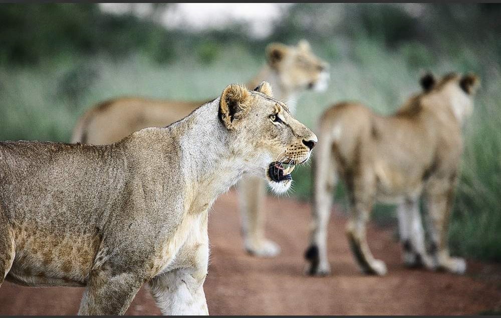 Nairobi Park & Giraffe Centre
