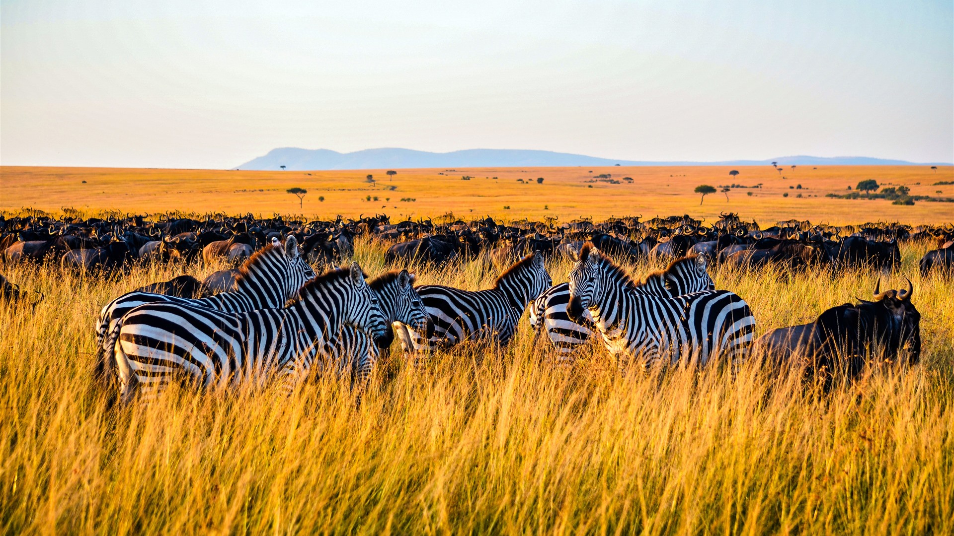 5 Days/4 Nights Maasai Mara – Lake Nakuru – Lake Naivasha Safari