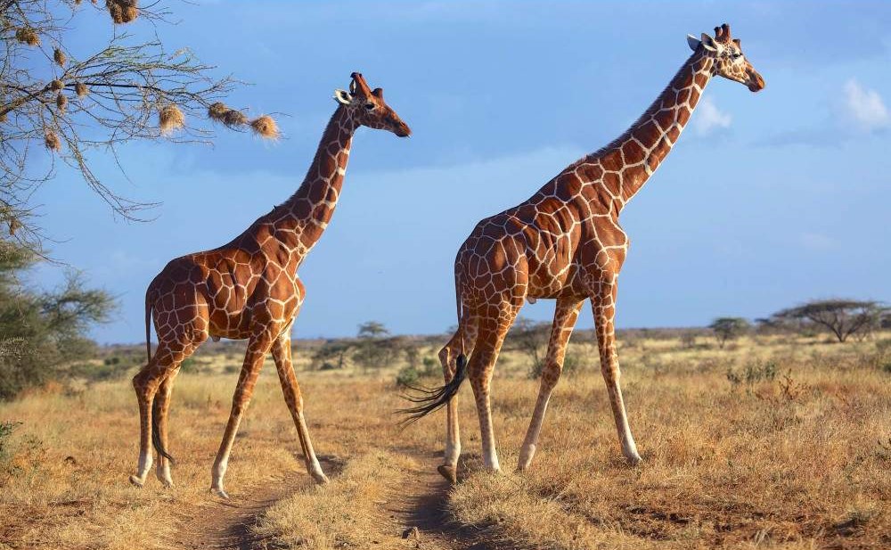 3 Days 2 Nights Samburu Safari