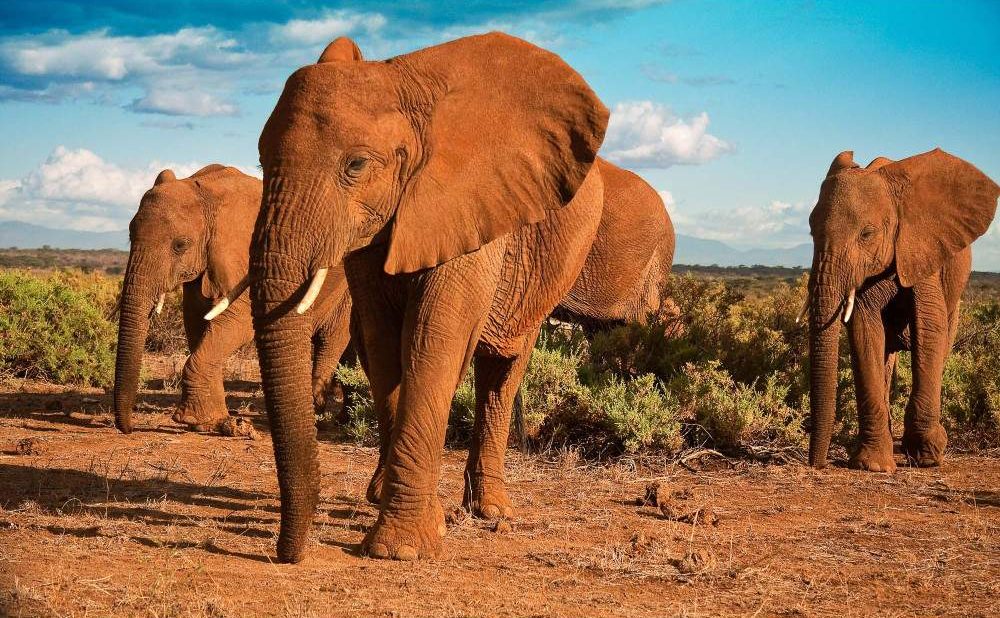 Samburu_National_Reserve_026